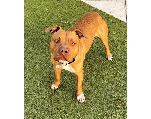 Fort Lauderdale, FL - American Staffordshire Terrier. Meet ALDO a Pet ...