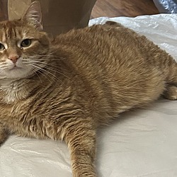 Photo of Cupcake 