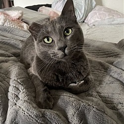 Thumbnail photo of Indigo (Indie) Offered by Owner - Russian Blue mix #2