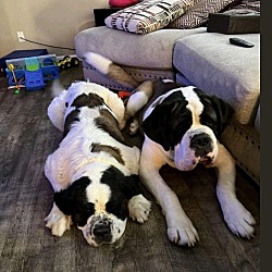 bonded pet photo