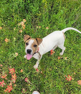 Granbury, TX - Boxer/Shar Pei. Meet Chantilly a Pet for Adoption ...