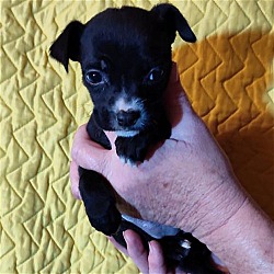 Thumbnail photo of Basket Pup Lilo #1
