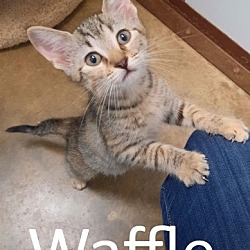 Photo of Waffle