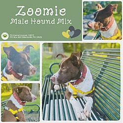 Thumbnail photo of Zoomie #1