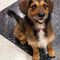 adopt a pet