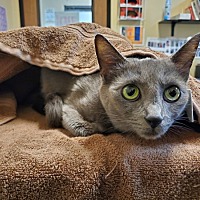 adopt a pet