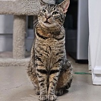 adopt-pet