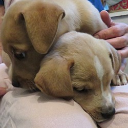 Thumbnail photo of Kayla & Emily~ Puppies! #2