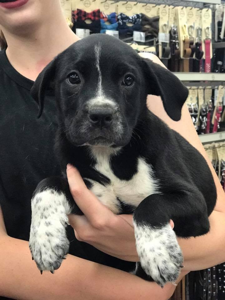 Fresno Ca Border Collie Meet Mia A Pet For Adoption