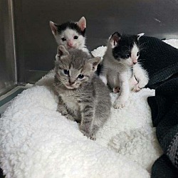 Photo of 8 little Kittens