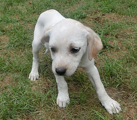 Southbury, CT - English Pointer/Australian Cattle Dog. Meet Chestnut ...