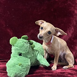 Photo of Tilly