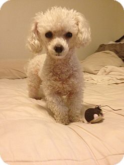 miniature poodles for adoption