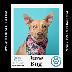 Thumbnail photo of June Bug (Mom to June Bug's Bugs Life Pups) 012723 #1