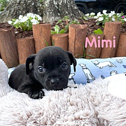 Thumbnail photo of MIMI #3