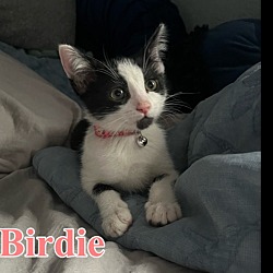 Photo of Birdie