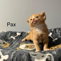 Photo of Pax