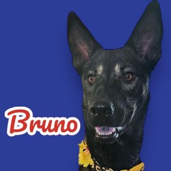 Thumbnail photo of Bruno #2