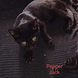 Thumbnail photo of Pepper Jack #1