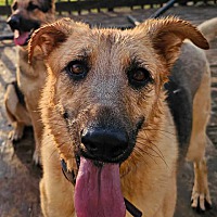 adopt a pet