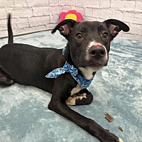 adopt a pet