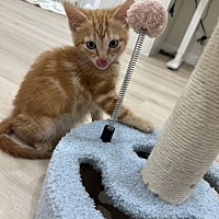 adopt a pet