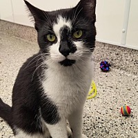 adopt a pet