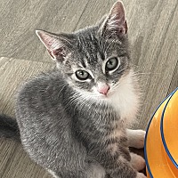 adopt a pet