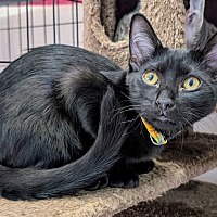 adopt-pet