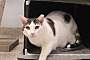 DRIZZLE - Domestic Shorthair available for adoption