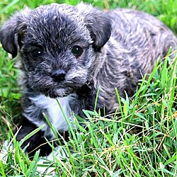 Thumbnail photo of CRISSY(PRECIOUS SCHNOODLE PUP! #3