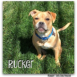 Thumbnail photo of Rucker #2