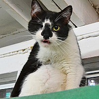 adopt a pet