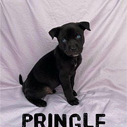 Thumbnail photo of Pringle #2