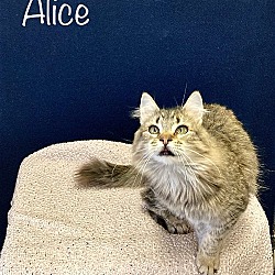 Thumbnail photo of Alice #1