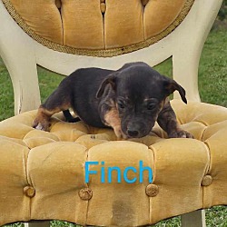 Thumbnail photo of Finch #1