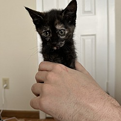 Thumbnail photo of Kitty #2