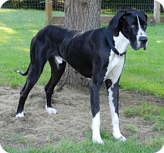 underweight great dane