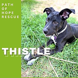 Thumbnail photo of Thistle #1