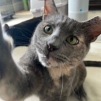 adopt a pet