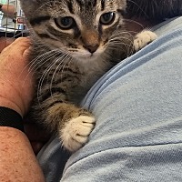 adopt a pet