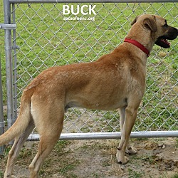 Thumbnail photo of Buck #1