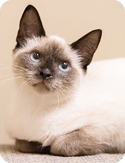 Chicago Il Siamese Meet Koala A Pet For Adoption