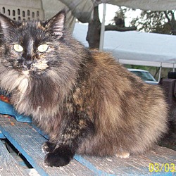 Photo of Fluffy (Torti)
