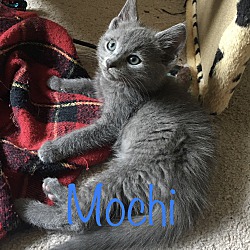Thumbnail photo of Mochi #1