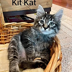Thumbnail photo of Kitkat #1
