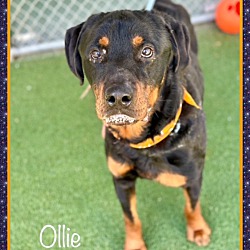 Thumbnail photo of OLLIE - see video #4