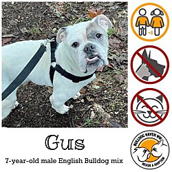 Thumbnail photo of Gus #1