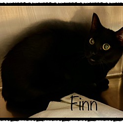 Thumbnail photo of FINN #3