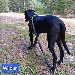 Thumbnail photo of Wilbur #4